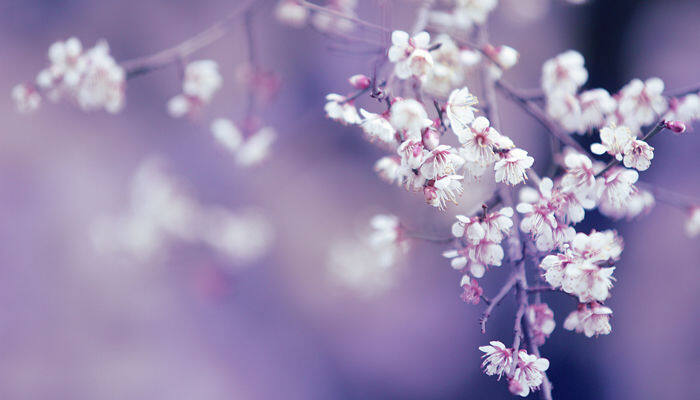 立冬什么花开 立冬什么花开