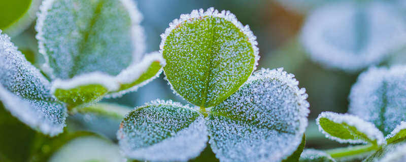植物机械组织分布在哪 植物机械组织分布在哪