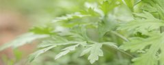 艾草的种类