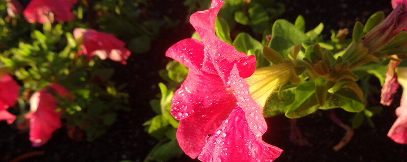 牵牛花有毒吗 牵牛花有毒吗