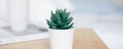 客厅适合养的18种植物