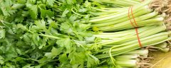 芹菜浇水冲施什么肥料