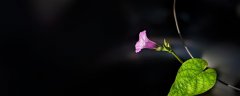 牵牛花种子发芽到开花要多久