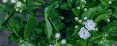 茉莉花多久施一次肥