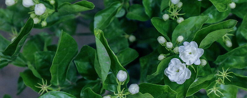 茉莉花多久施一次肥 茉莉花多久施一次肥