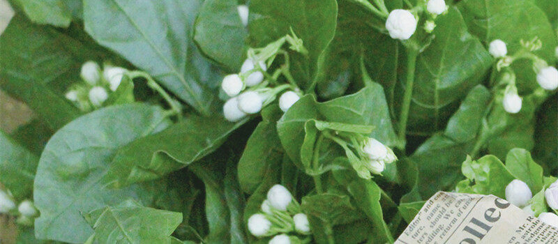 小学生种植植物的步骤 小学生种植植物的步骤
