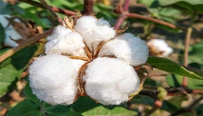 棉花长在树上还是土里 棉花长在树上还是土里