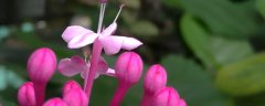 仙客来花有毒吗