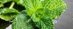 留兰香薄荷和柠檬薄荷有什么区别