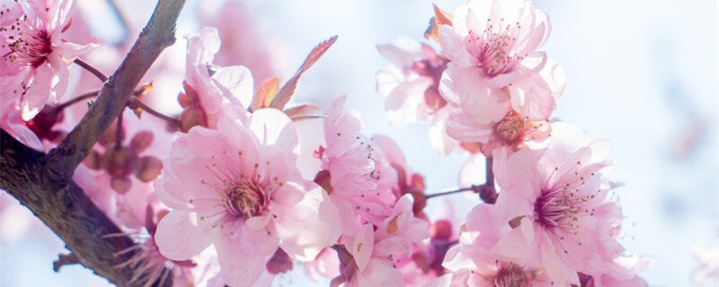 公园里的花都开了有桃花杏花迎春花还有什么花 公园里的花都开了有桃花杏花迎春花还有什么花