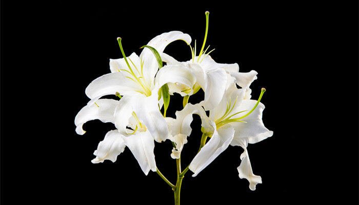 百合花怎么醒花最简单的方法 百合花怎么醒花最简单的方法