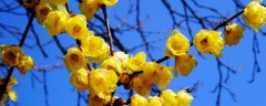 腊梅花怎么养家庭养法