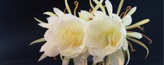 假昙花夏天休眠会焉吗