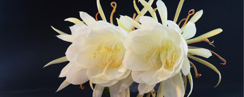 假昙花夏天休眠会焉吗 假昙花夏天休眠会焉吗