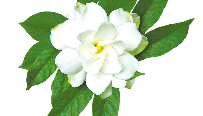 栀子花花语大全 栀子花花语大全