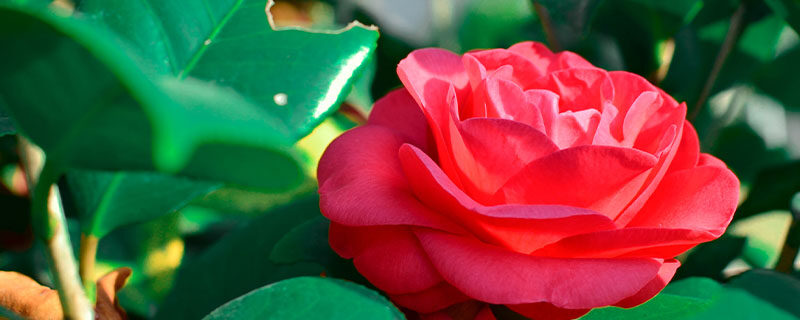 茶花秋季可以嫁接吗 茶花秋季可以嫁接吗