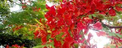 凤凰花花语是什么