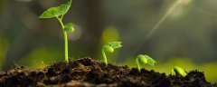 为什么绝大多数植物都不用吃东西