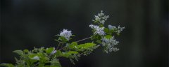 九里香花期多长