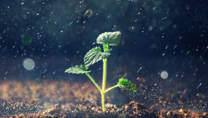 双子叶植物的主要特征 双子叶植物的主要特征