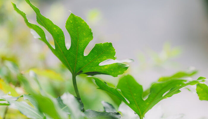 野老鹳草有毒吗 野老鹳草有毒吗