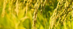 佳一福稻1588产量表现