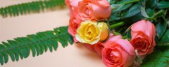 玫瑰什么季节开花