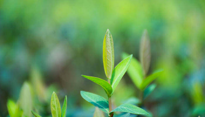 植物叶子卷曲什么原因 植物叶子卷曲什么原因