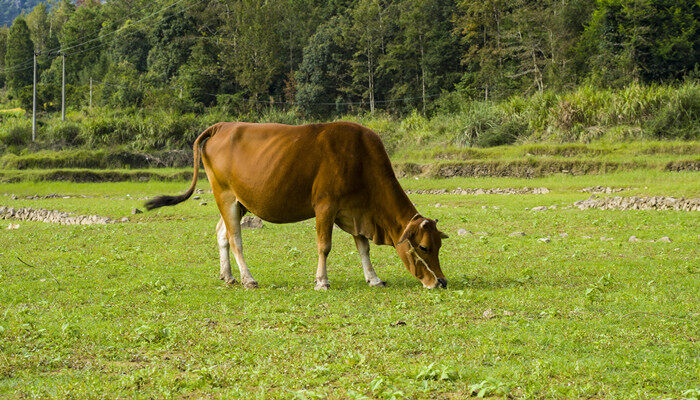 1500斤西门塔尔牛能出多少肉 1500斤西门塔尔牛能出多少肉