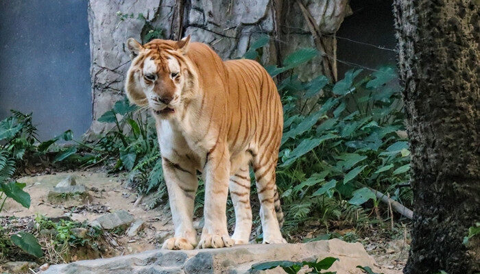 铁树开出太阳花猜一生肖 铁树开出太阳花猜一生肖