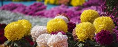 菊花亩产量和收益多少