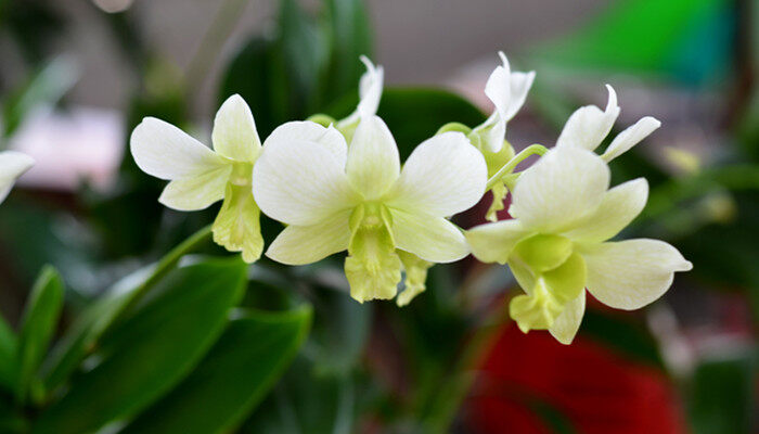 八月兰花开花叫什么兰花