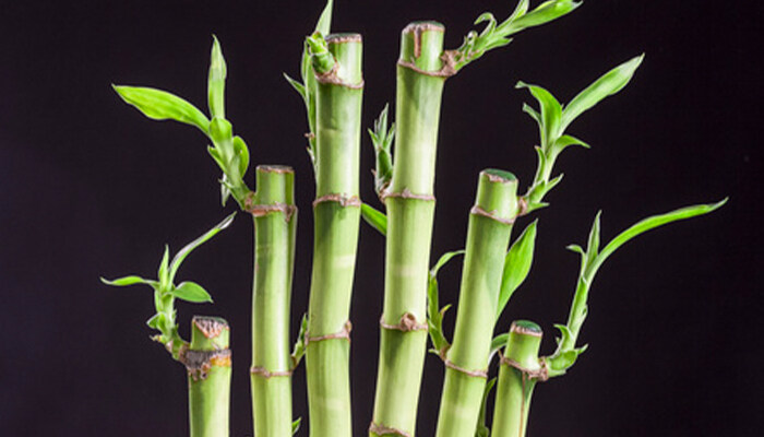 竹子是什么类型的植物 竹子是什么类型的植物