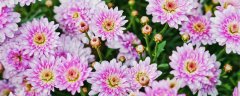 盆栽小菊花怎么养