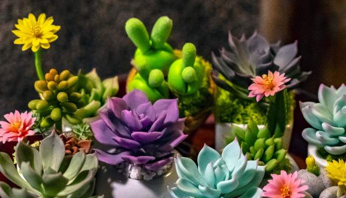 茜之塔多肉开花后怎么处理? 茜之塔多肉开花后怎么处理?