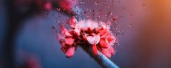 虎王花怎么养