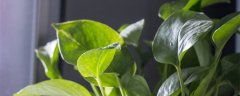 30种耐阴植物室内盆栽