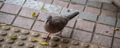 芦丁鸡冬天会冻死吗