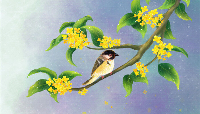 桂花佛顶珠是好品种吗 桂花佛顶珠是好品种吗