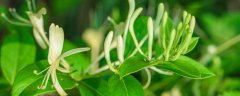短日照植物有哪些