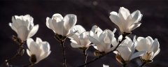 白玉兰花喜欢阳光吗