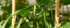 黄瓜种植需要搭架子吗
