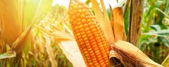 玉米喜欢什么肥料