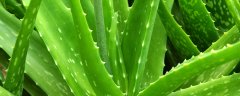 芦荟根部腐烂怎么救活
