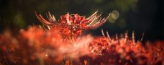 曼珠沙华的花期