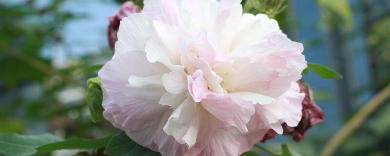 芙蓉的寓意 芙蓉的寓意