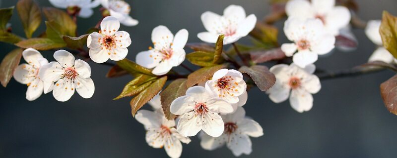 日本晚樱和东京樱花的区别 日本晚樱和东京樱花的区别