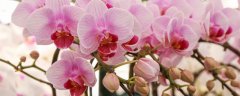霁风花是啥