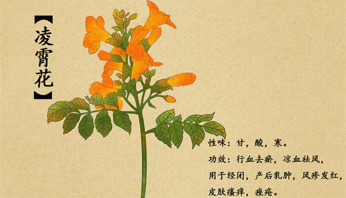 凌霄花的花语和寓意 凌霄花的花语和寓意