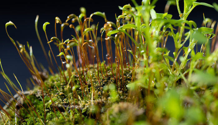 常见的10种苔藓植物 常见的10种苔藓植物
